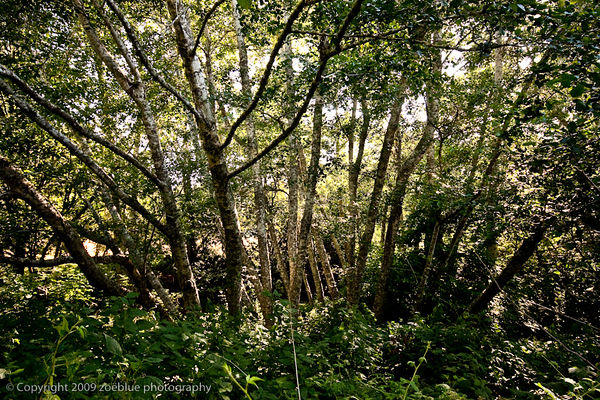 trees